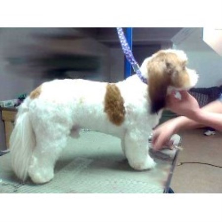 Dog Groomer in Alberta
