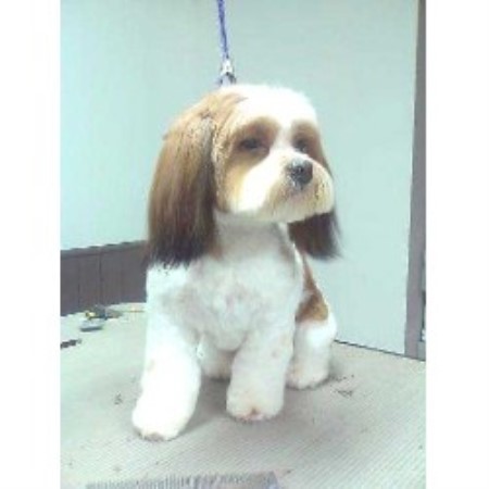 Dog Groomer Reviews Calgary Dog Groomer Reviews Calgary