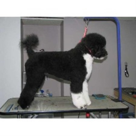 Dog Groomer in Alberta