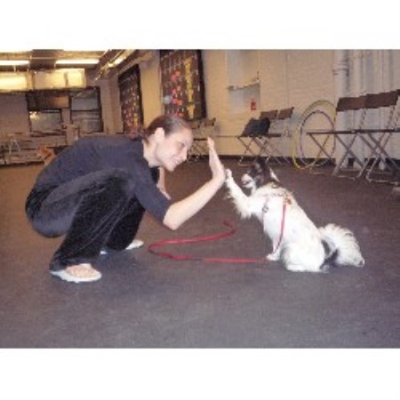Therapy Dog Training Classes Nyc Therapy Dog Training Classes Nyc