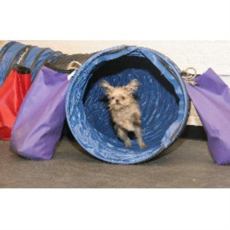 Boarding Kennels ,Boarding KennelsNew York