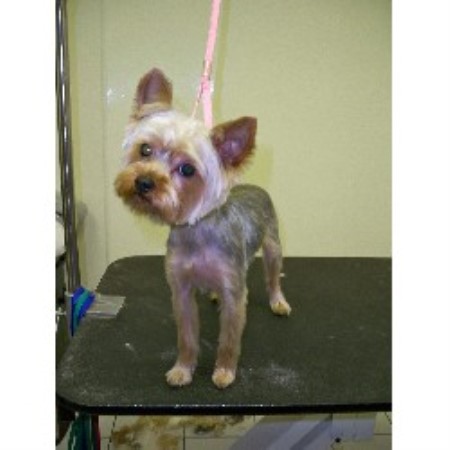Dog Groomer ,Dog GroomerIllinois