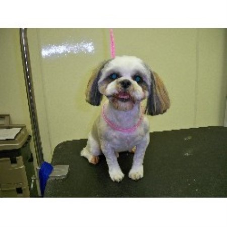 Dog Groomer ,Dog GroomerIllinois