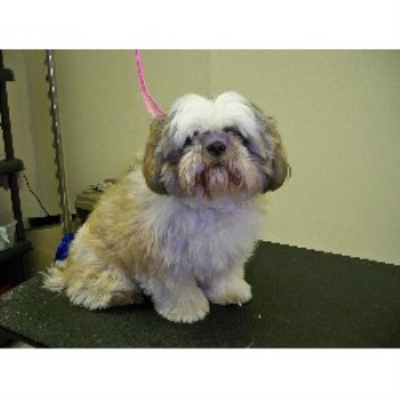 Dog Groomer ,Dog GroomerIllinois