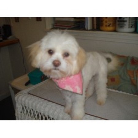 Dog Groomer in Rhode Island