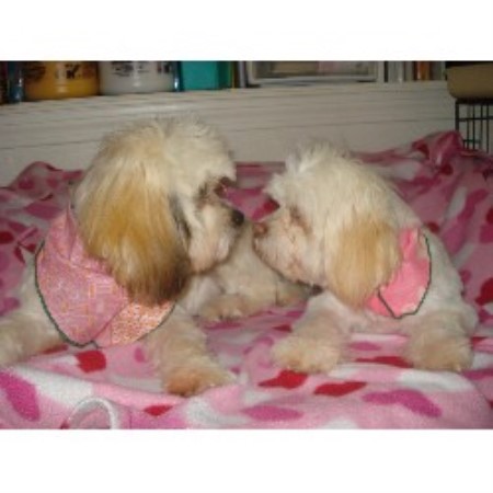 Dog Groomer in Rhode Island