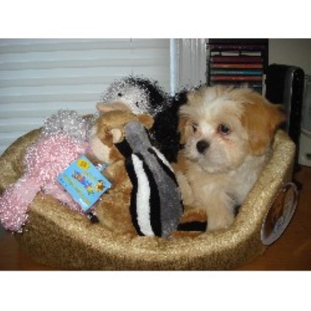 Dog Groomer in Rhode Island