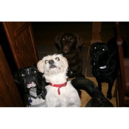 Boarding Kennels ,Boarding KennelsPet SittingIndiana