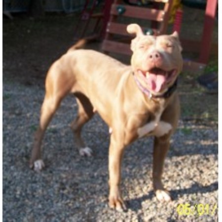 Dog Groomer ,Dog GroomerPet SittingMassachusetts