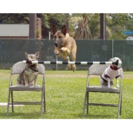 Dog Training in Hawaii