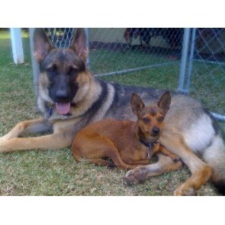 Dog Training in Hawaii