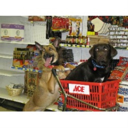 Dog Training in Hawaii