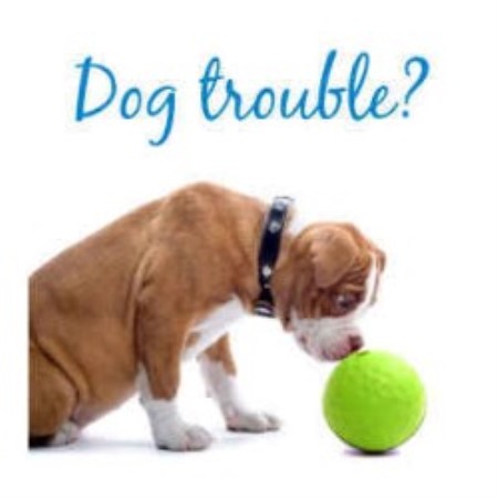 Dog Training in New York