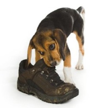 Dog Training in New York