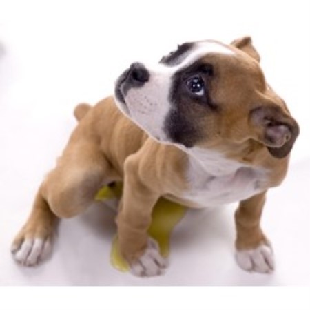 Dog Training in New York