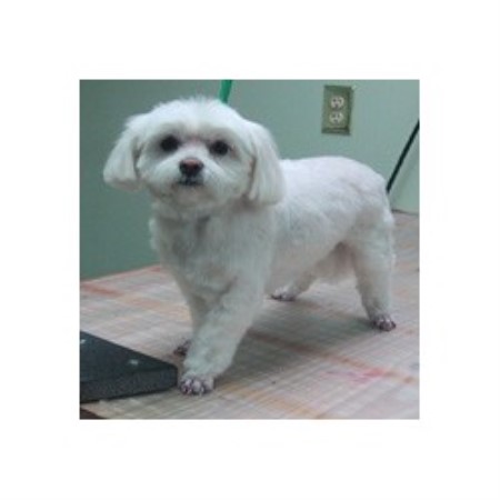 Dog Groomer ,Dog GroomerPet SittingPennsylvania