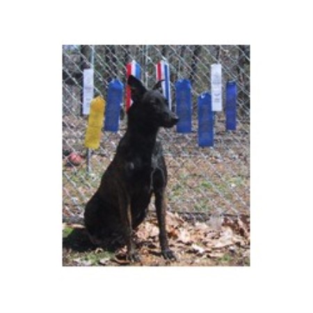 Agility Ribbons Remi Attrill