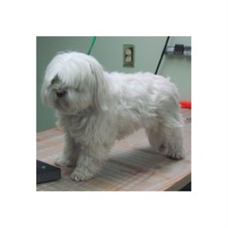 Dog Groomer ,Dog GroomerPet SittingPennsylvania