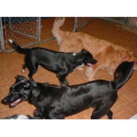 Pet Sitting ,Pet SittingOregon