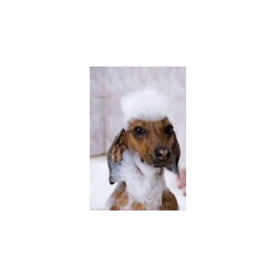 Dog Groomer ,Dog GroomerBoarding KennelsTennessee