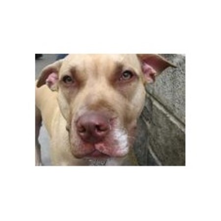 Pet Sitting ,Pet SittingDog TrainingNew Jersey