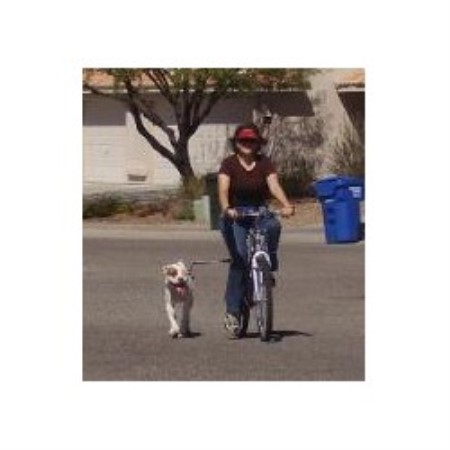 Obedient Dog Training in Rincon, Arizona