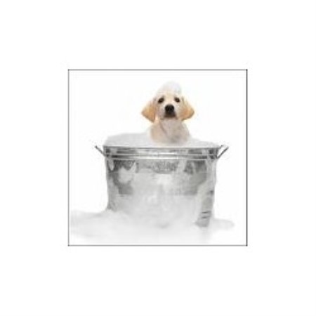 Dog Groomer in Oklahoma