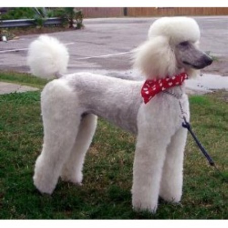 Dog Groomer in Oklahoma
