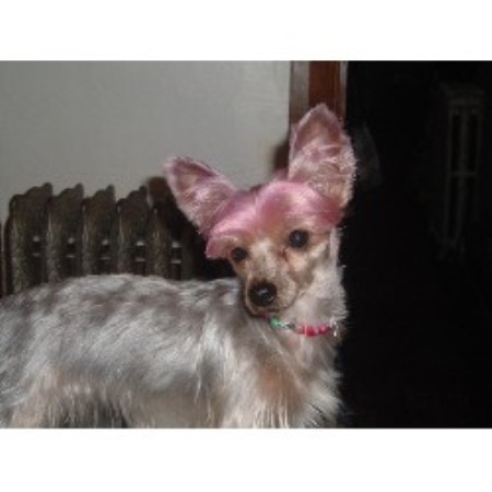 Dog Groomer in Pennsylvania