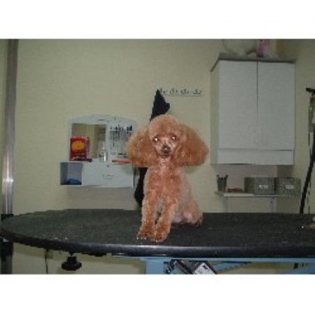 Dog Groomer in Pennsylvania