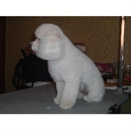 Dog Groomer in Pennsylvania