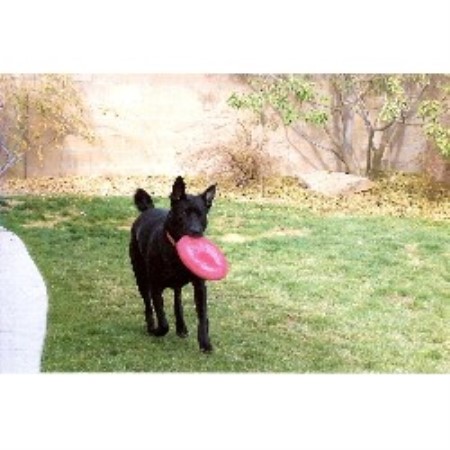 Pet Sitting ,Pet SittingDog WalkingNevada