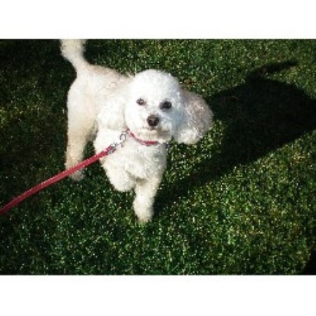 Pet sitter for dogs in Henderson, Nevada