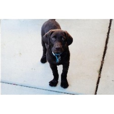 Pet Sitting ,Pet SittingDog WalkingNevada