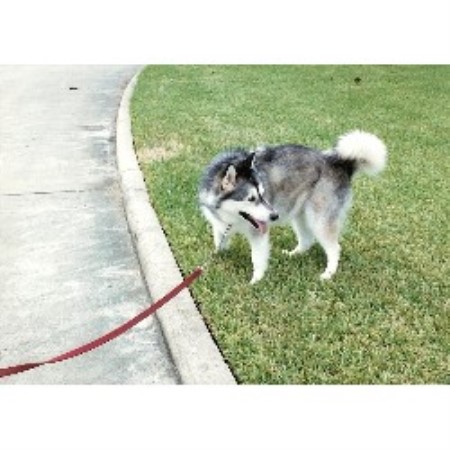 Dog Grooming Business For Sale Las Vegas Dog Grooming Business For Sale Las Vegas