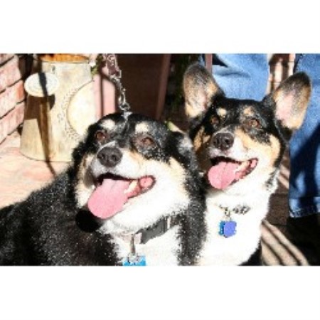 Boarding Kennels ,Boarding KennelsPet SittingPet SittingCalifornia