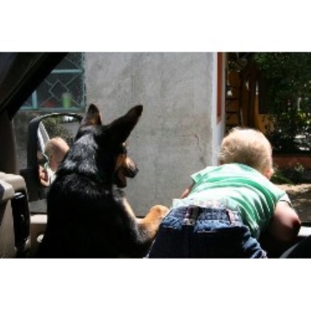 Boarding Kennels ,Boarding KennelsPet SittingPet SittingCalifornia