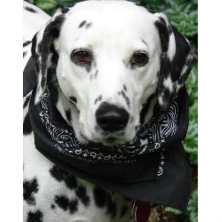 Pet Sitting ,Pet SittingPennsylvania