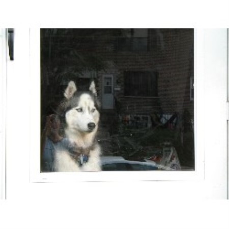 Pet Sitting ,Pet SittingPennsylvania