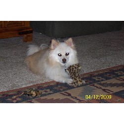 Pet Sitting ,Pet SittingArizona