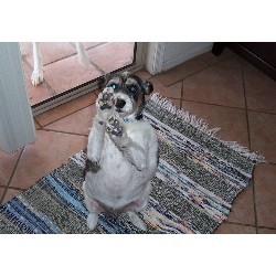 Pet Sitting ,Pet SittingArizona