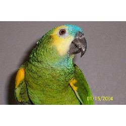 Pet Sitting ,Pet SittingArizona