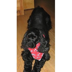 Dog Training in Oregon