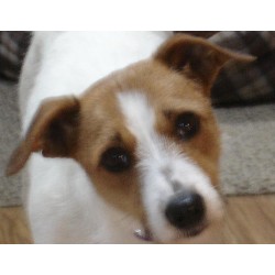 Dog Training in Oregon
