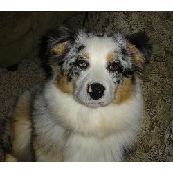 Dog Training in Oregon