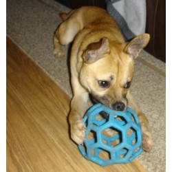 Dog Training in Oregon