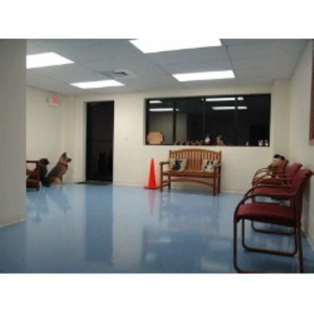 Dog Training in Connecticut