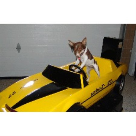 Dog Training in Connecticut