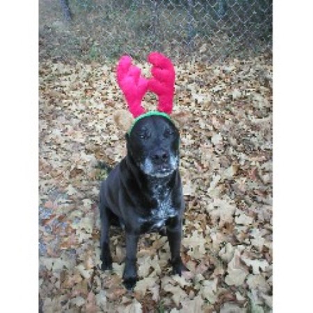 Pet Sitting ,Pet SittingNorth Carolina