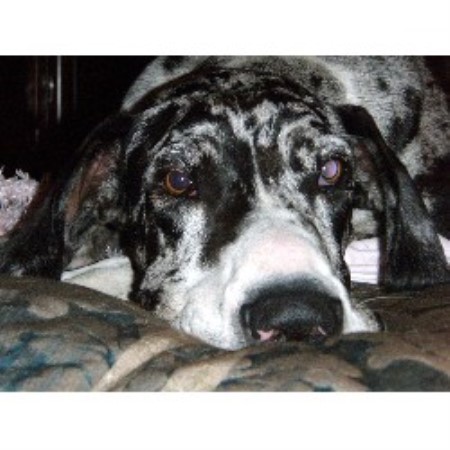 Dog Boarding Temecula Murrieta Dog Boarding Temecula Murrieta